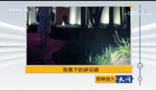 《天网》2018年11月16日 夜幕下的碎花裙